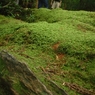 苔と木
