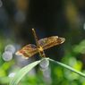季夏　蜻蛉