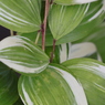 面としての植物
