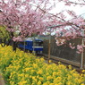 河津桜と菜の花