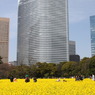 都心の菜の花
