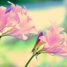 A Taste of Honey ～百合～