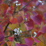 紅と白銀1