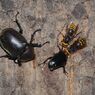 季夏　スズメバチとカブトムシ