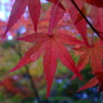 紅葉5