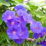 夏の花