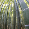 竹林