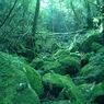 もののけの森