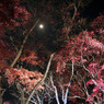 紅葉と月