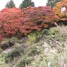 紅葉２