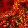 11/20三千院紅葉1