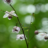 六甲高山植物園