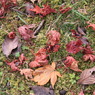紅葉６