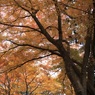 紅葉７