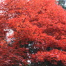 紅葉８
