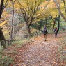 紅葉１０