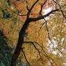 紅葉１１