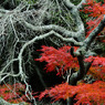 古木と紅葉