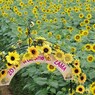 神奈川県座間のひまわり祭