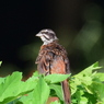 ホオジロ　5459　幼鳥です！