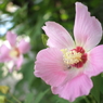芙蓉の花