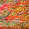 まるで桜のような