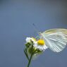 野の花とモンシロチョウ　DSC_6829