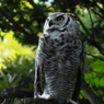 杜のフクロウのポートレート X