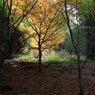 紅葉の光