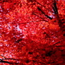 Fly into RED