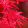 Fly into RED