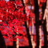 Fly into RED
