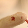 白蛇
