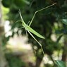 伸びやかな肢体
