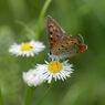 野の花にベニシジミ　4　DSC_6001