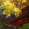 11/21愛宕念仏寺その1