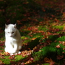 11/21祇王寺　もみじぬこ