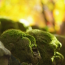 11/21愛宕念仏寺 千二百羅漢 Prayer