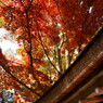 紅葉と屋根
