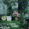 玄関先の花