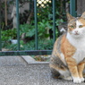 山手の猫