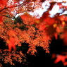 The maple leaf