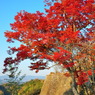 紅葉と石垣