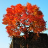 紅葉と石垣
