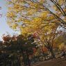 秋の風景#001