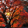 紅葉と太陽
