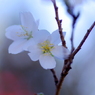 秋に咲く四季桜