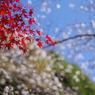 紅と白
