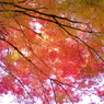 彩り