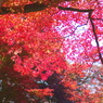 紅く色付いた